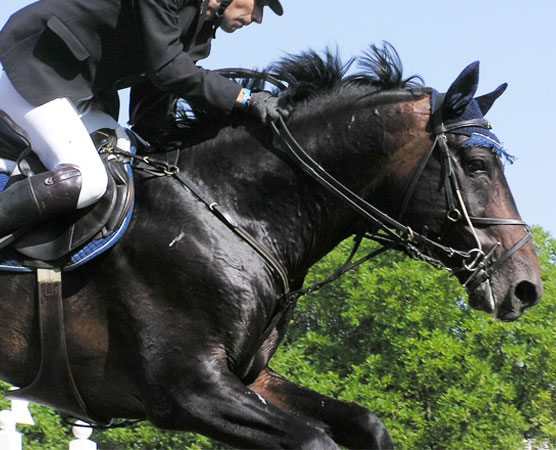 Piensos PAVO alimentación de calidad para tu caballo en la sierra noroeste de Madrid